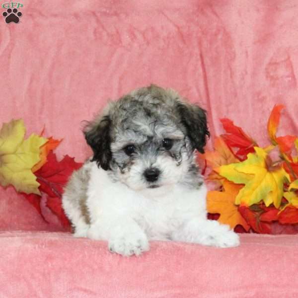 Derek, Bich-Poo Puppy